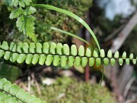 Asplenium trichomanes 12, Steenbreekvaren, Saxifraga-Rutger Barendse