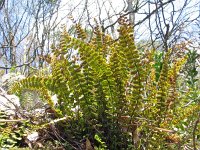 Asplenium trichomanes 13, Steenbreekvaren, Saxifraga-Jasenka Topic