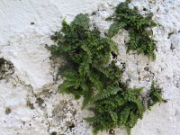 Asplenium trichomanes 14, Steenbreekvaren, Saxifraga-Jasenka Topic