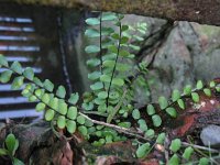 Asplenium trichomanes 16, Steenbreekvaren, Saxifraga-Rutger Barendse