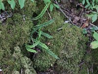 Asplenium trichomanes 17, Steenbreekvaren, Saxifraga-Peter Meininger