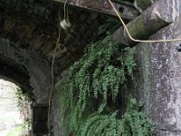 Asplenium trichomanes 18, Steenbreekvaren, Saxifraga-Rutger Barendse