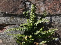 Asplenium trichomanes 19, Steenbreekvaren, Saxifraga-Rutger Barendse