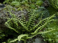 Asplenium trichomanes 2, Steenbreekvaren, Saxifraga-Willem van Kruijsbergen