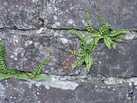 Asplenium trichomanes 20, Steenbreekvaren, Saxifraga-Rutger Barendse