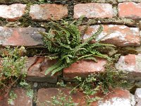 Asplenium trichomanes 22, Steenbreekvaren, Saxifraga-Rutger Barendse