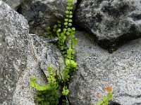 Asplenium trichomanes 23, Steenbreekvaren, Saxifraga-Rutger Barendse