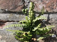 Asplenium trichomanes 24, Steenbreekvaren, Saxifraga-Rutger Barendse