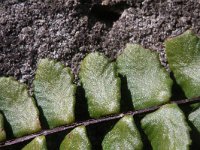 Asplenium trichomanes 25, Steenbreekvaren, Saxifraga-Rutger Barendse