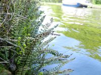 Asplenium trichomanes 26, Steenbreekvaren, Saxifraga-Rutger Barendse