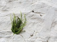 Asplenium trichomanes 27, Steenbreekvaren, Saxifraga-Jelmer Reyntjes