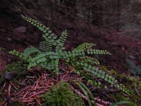 Asplenium trichomanes 29, Steenbreekvaren, Saxifraga-Ed Stikvoort