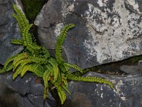 Asplenium trichomanes 3, Steenbreekvaren, Saxifraga-Kees Marijnissen