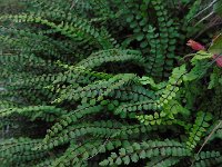 Asplenium trichomanes 30, Steenbreekvaren, Saxifraga-Ed Stikvoort