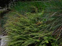 Asplenium trichomanes 31, Steenbreekvaren, Saxifraga-Ed Stikvoort