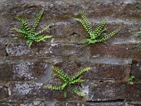 Asplenium trichomanes 32, Steenbreekvaren, Saxifraga-Ed Stikvoort