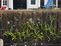 Asplenium trichomanes 33, Steenbreekvaren, Saxifraga-Ed Stikvoort