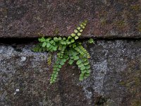 Asplenium trichomanes 35, Steenbreekvaren, Saxifraga-Ed Stikvoort