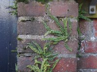 Asplenium trichomanes 36, Steenbreekvaren, Saxifraga-Ed Stikvoort