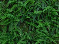 Asplenium trichomanes 37, Steenbreekvaren, Saxifraga-Ed Stikvoort