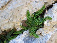 Asplenium trichomanes 38, Steenbreekvaren, Saxifraga-Ed Stikvoort