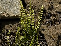 Asplenium trichomanes 4, Steenbreekvaren, Saxifraga-Jan van der Straaten