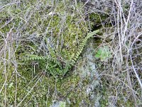 Asplenium trichomanes 42, Steenbreekvaren, Saxifraga-Rutger Barendse