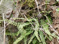 Asplenium trichomanes 43, Steenbreekvaren, Saxifraga-Rutger Barendse