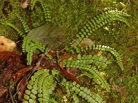 Asplenium trichomanes 5, Steenbreekvaren, Saxifraga-Jan van der Straaten