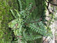 Asplenium trichomanes 6, Steenbreekvaren, Saxifraga-Rutger Barendse