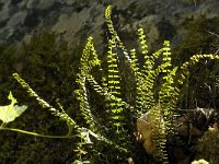 Asplenium trichomanes 9, Steenbreekvaren, Saxifraga-Jan van der Straaten