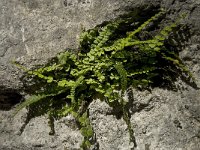 Asplenium trichomanes ssp quadrivalens 7, Saxifraga-Willem van Kruijsbergen