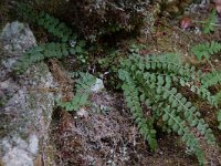 Asplenium viride 1, Groensteel, Saxifraga-Willem van Kruijsbergen