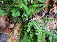 Asplenium viride 11, Groensteel, Saxifraga-Rutger Barendse