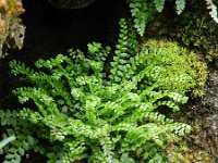 Asplenium viride 12, Groensteel, Saxifraga-Rutger Barendse