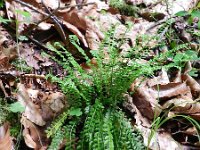 Asplenium viride 13, Groensteel, Saxifraga-Rutger Barendse