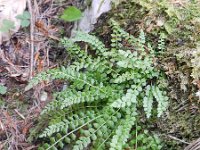 Asplenium viride 14, Groensteel, Saxifraga-Rutger Barendse