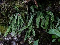 Asplenium viride 15, Groensteel, Saxifraga-Ed Stikvoort