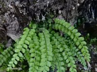 Asplenium viride 16, Groensteel, Saxifraga-Ed Stikvoort