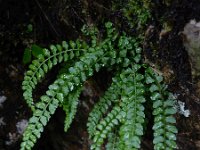 Asplenium viride 17, Groensteel, Saxifraga-Ed Stikvoort