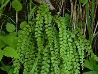 Asplenium viride 18, Groensteel, Saxifraga-Ed Stikvoort