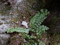 Asplenium viride 2, Groensteel, Saxifraga-Willem van Kruijsbergen