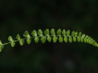 Asplenium viride 3, Groensteel, Saxifraga-Jan van der Straaten