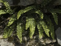 Asplenium viride 4, Groensteel, Saxifraga-Marijke Verhagen