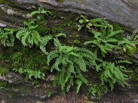 Asplenium viride 5, Groensteel, Saxifraga-Ed Stikvoort