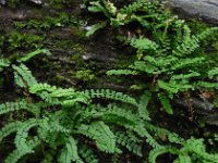 Asplenium viride 6, Groensteel, Saxifraga-Ed Stikvoort