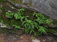 Asplenium viride 7, Groensteel, Saxifraga-Ed Stikvoort