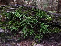 Asplenium viride 8, Groensteel, Saxifraga-Ed Stikvoort