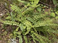 Asplenium viride 9, Groensteel, Saxifraga-Willem van Kruijsbergen