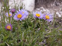 Aster alpinus 42, Saxifraga-Luuk Vermeer